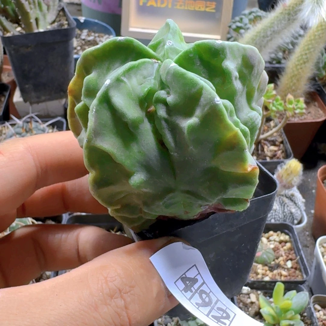 492核桃鸾凤玉脱土发货