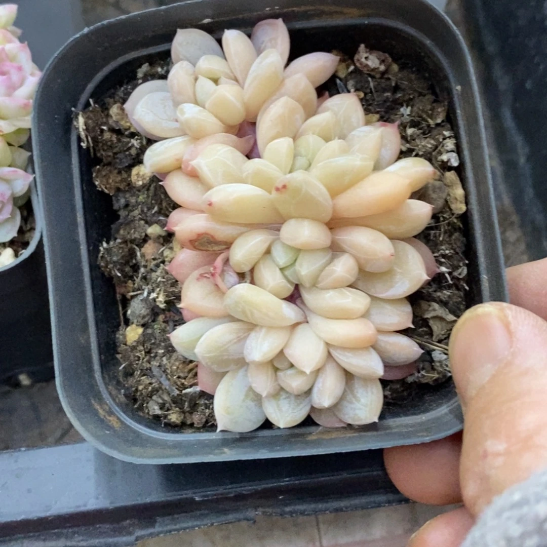 精品多肉一物一拍不包整469