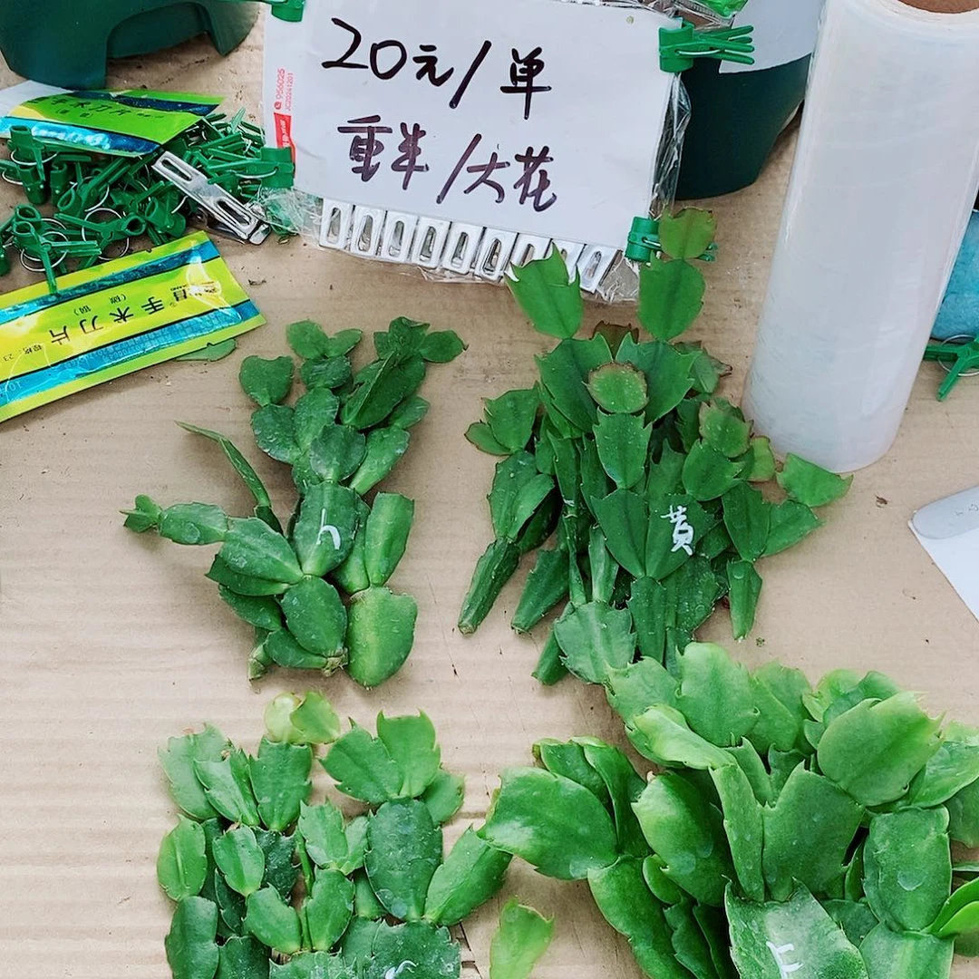 七***叔无花朵叶片福利一物一拍
