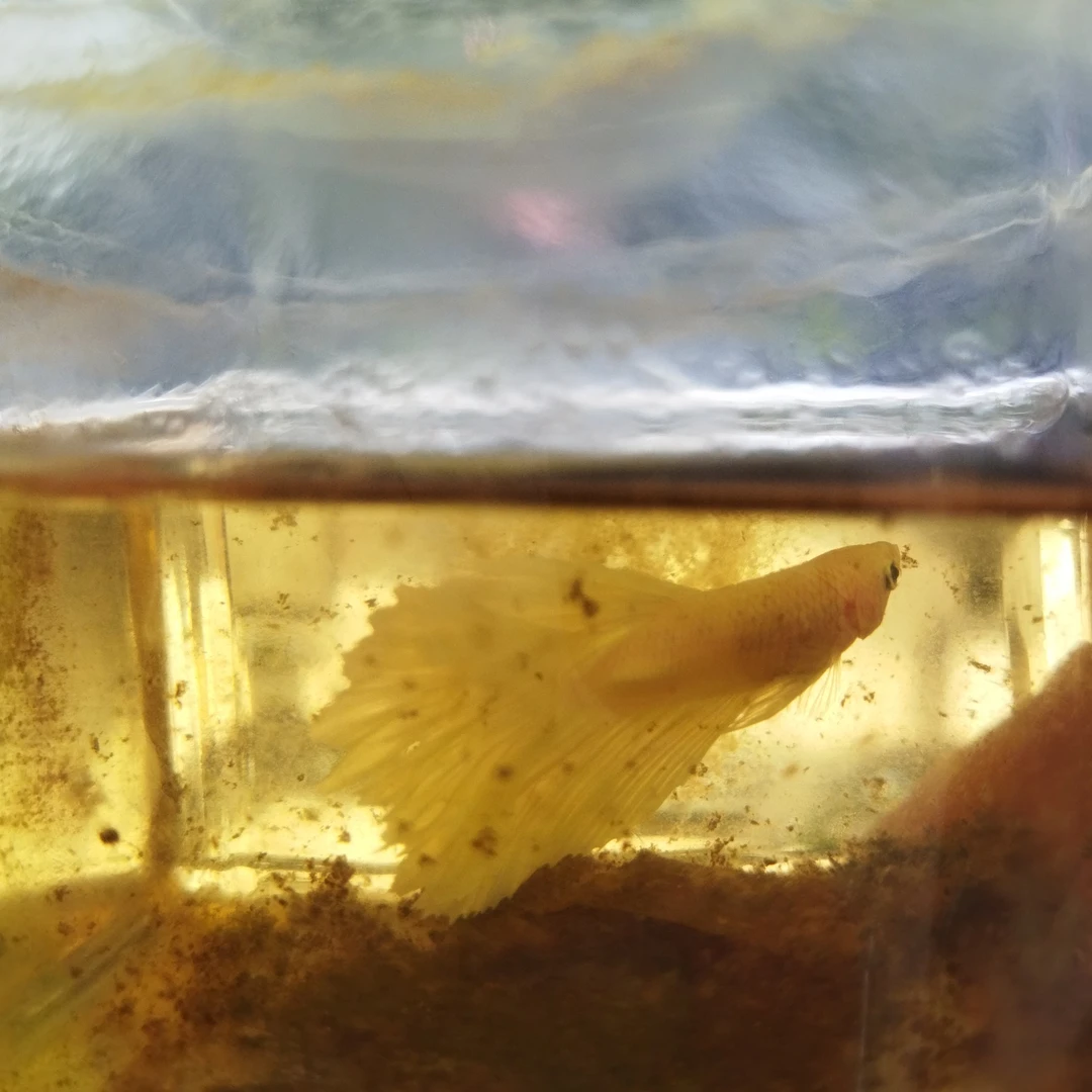 斗鱼小型热带观赏鱼好养耐活半月婚纱鱼宠物鱼