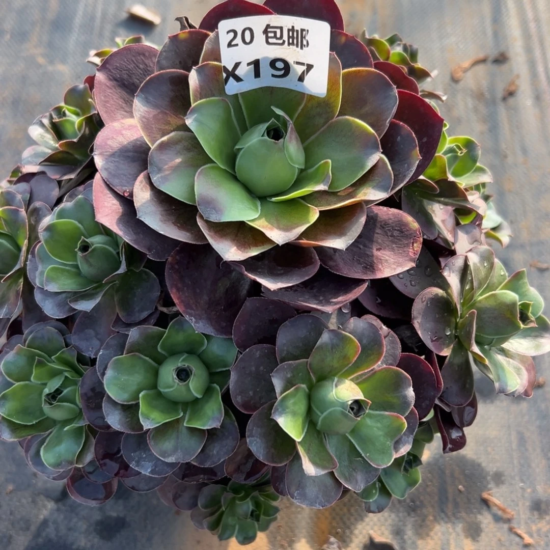 197魅金，满20包邮