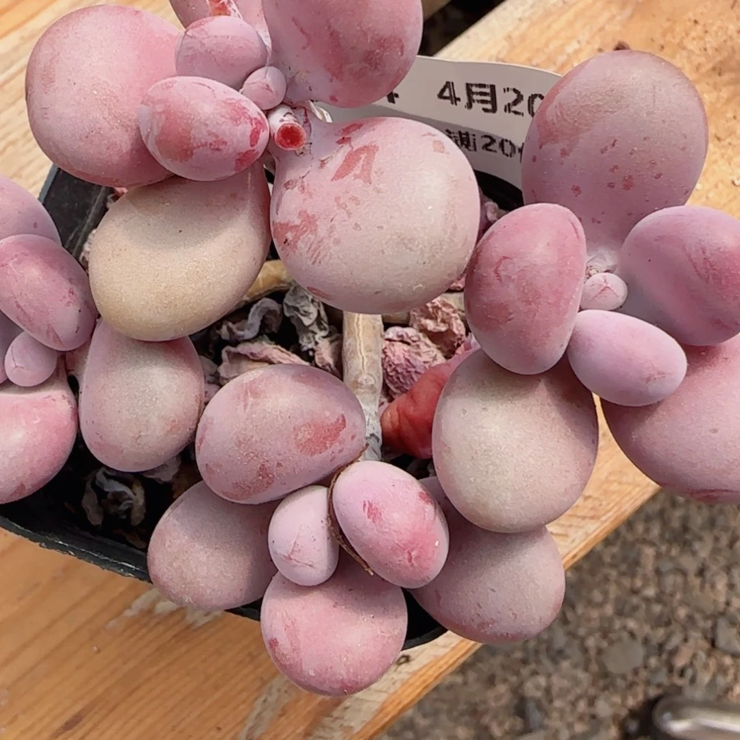 花语逸镜0420-284