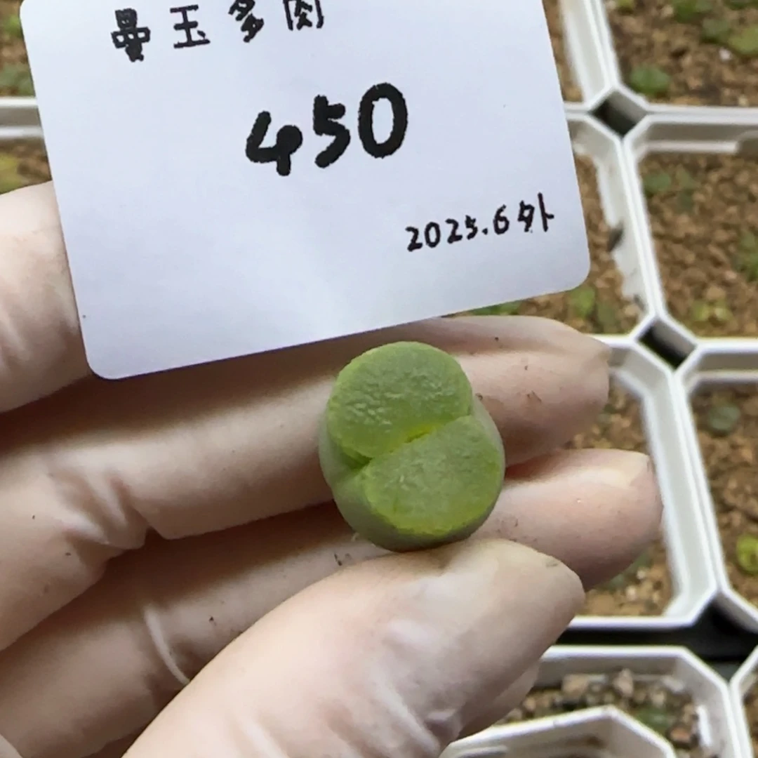 V****_多肉多肉多肉6.4-450