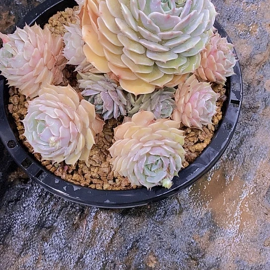 渿露娜连多肉植物