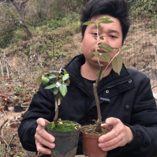 盆景素材盆栽绿植用****5