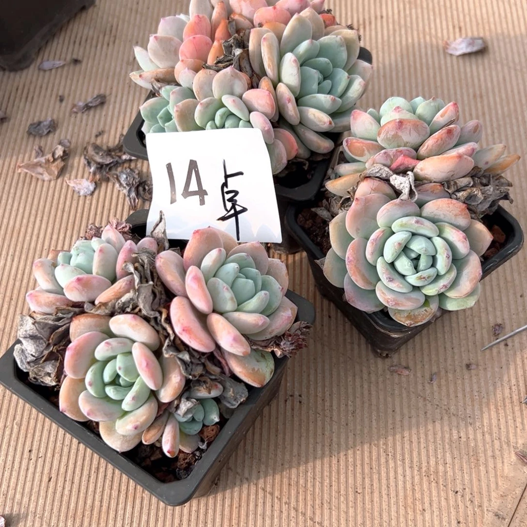 小****514-（分享给工程工程