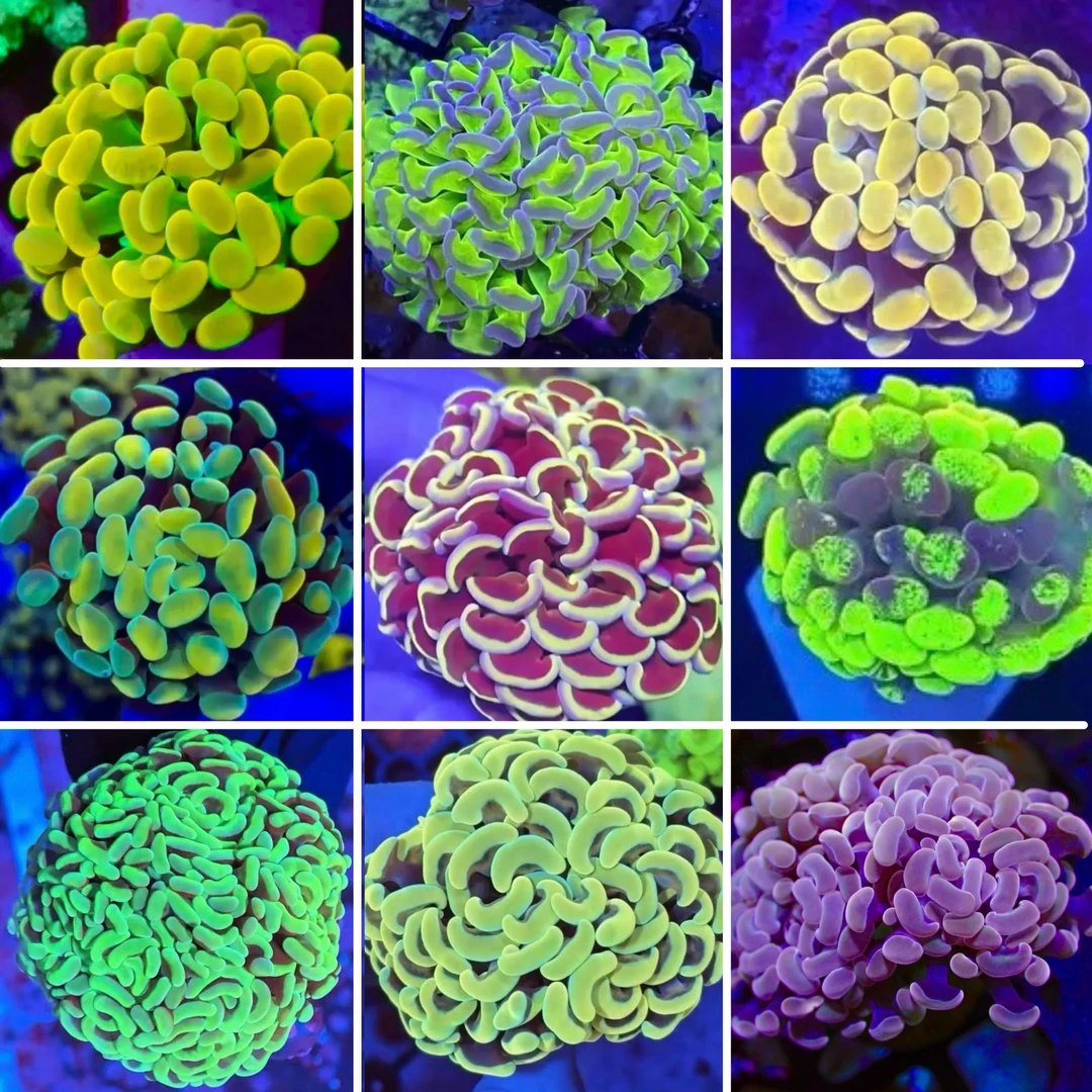 海缸珊瑚水草造景装饰水草