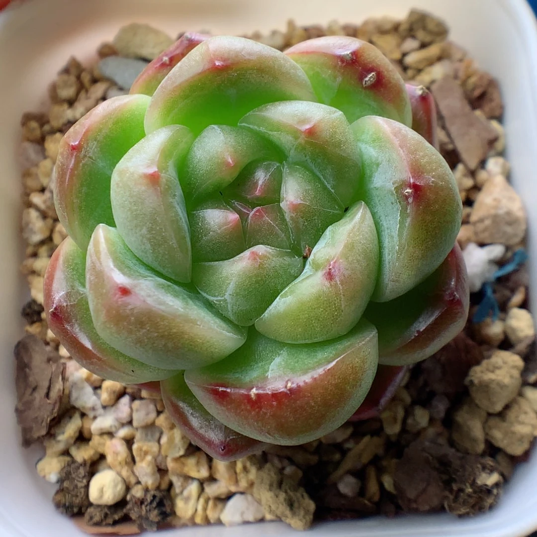 58包邮  群生不包整糖心7