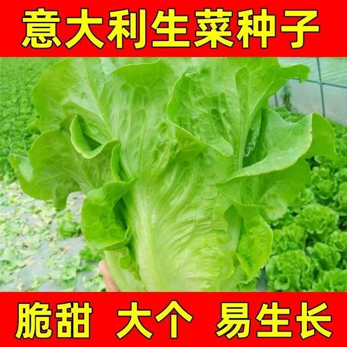 玻璃生菜种子生吃耐寒耐热农田庭院阳台盆栽易种植香甜脆嫩生菜籽