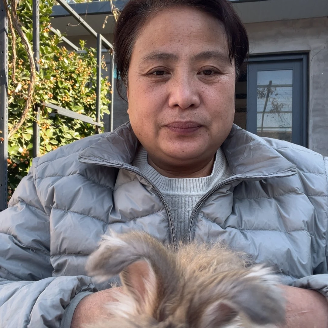 英系安哥拉宠物兔子