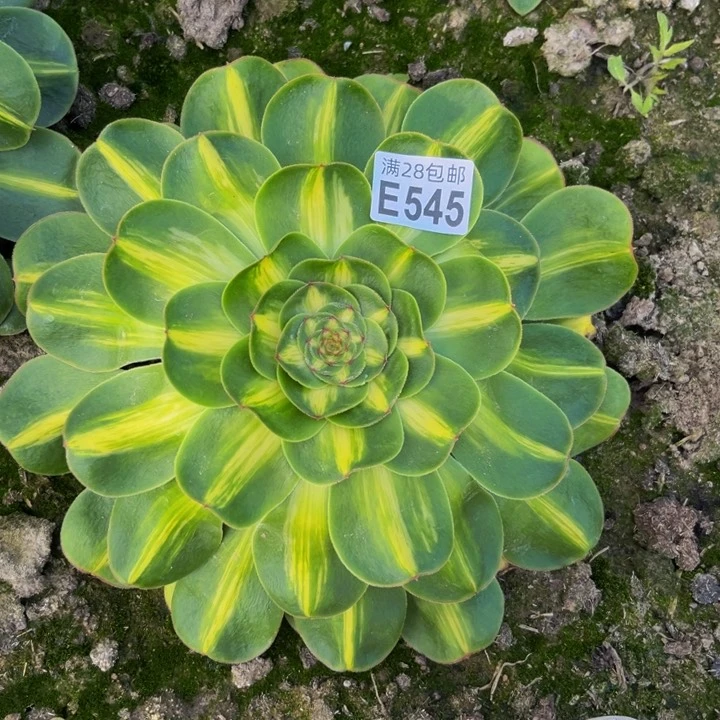 545多肉植物一物一拍