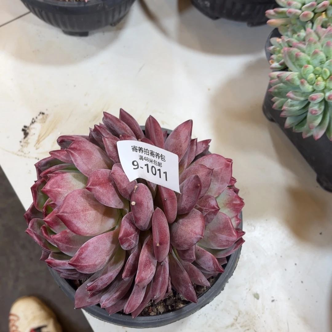 1011夜魔侠多肉植物