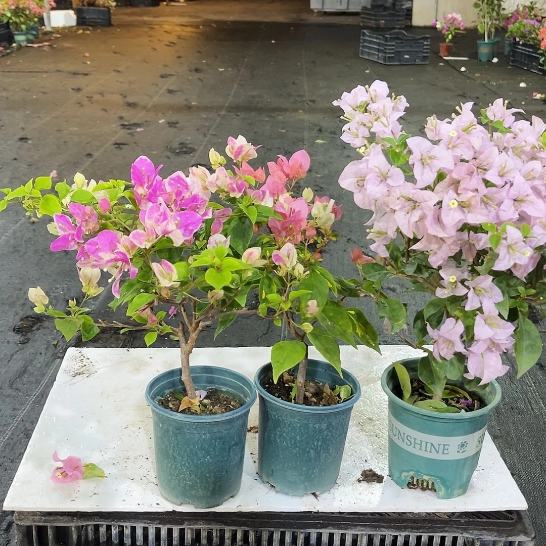 完全开放章红英，橙白，苹果花