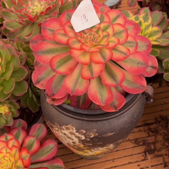 云南倾城好看18号