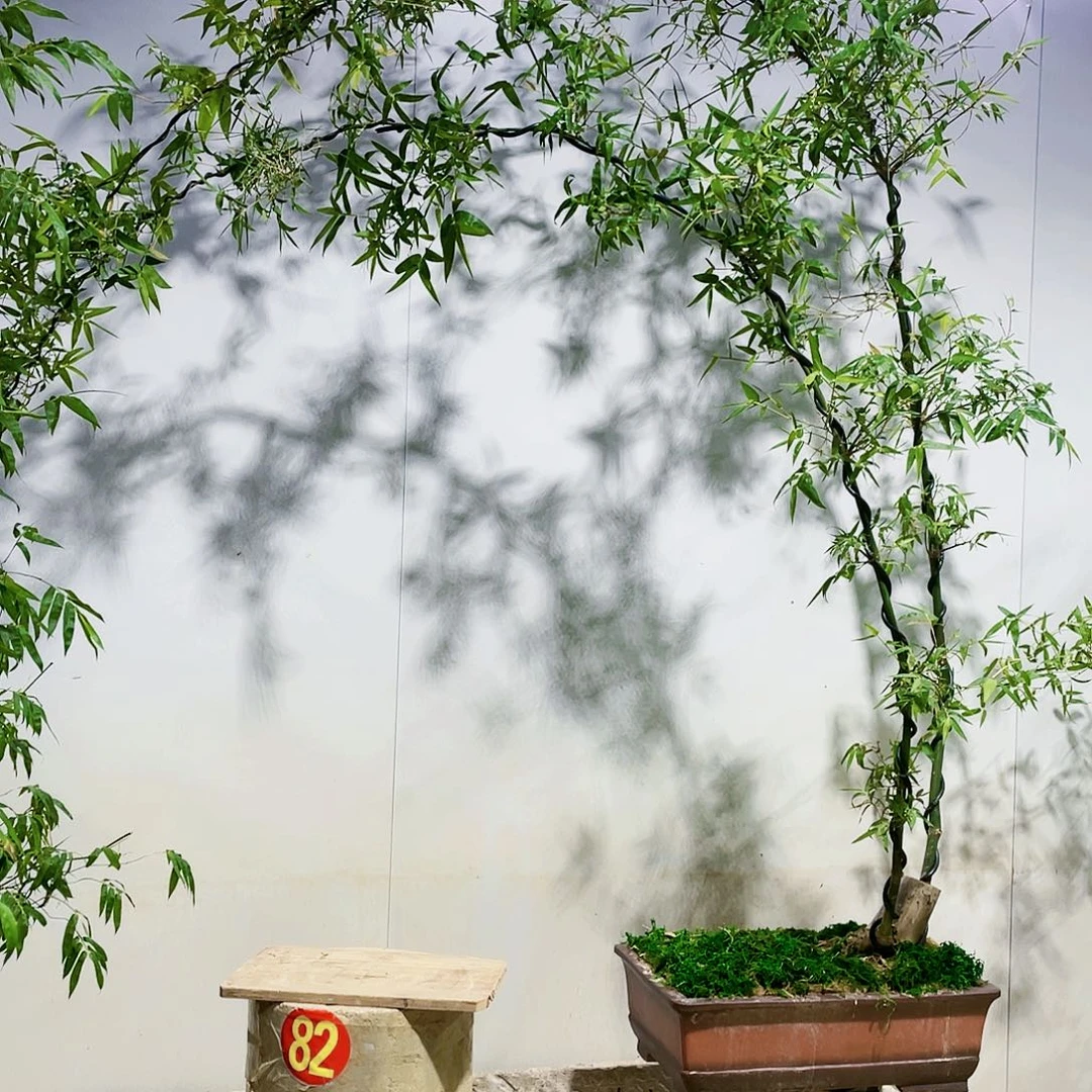 峰***1小叶簕竹熟桩陶瓷盆一物一拍