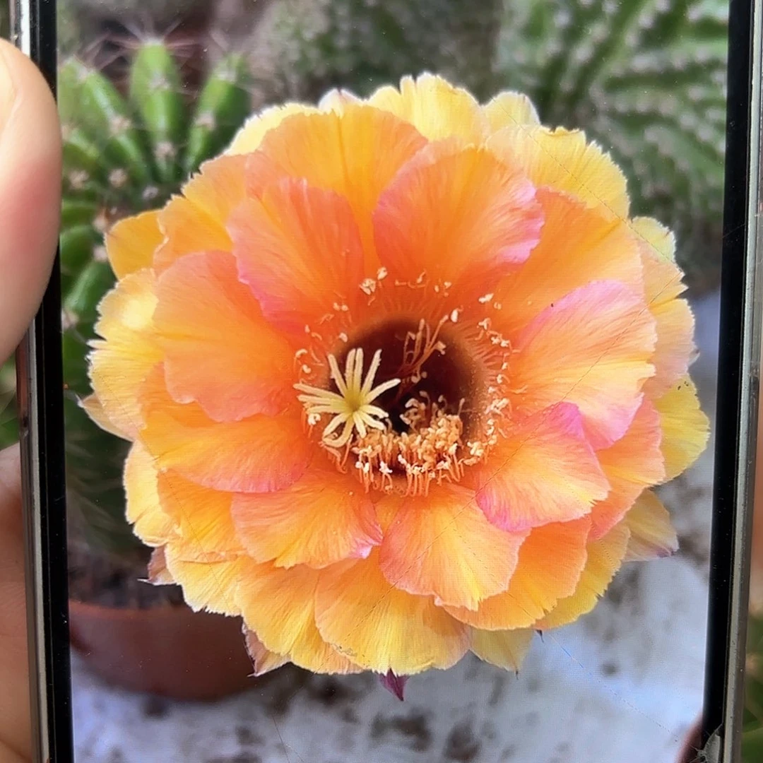 彩草腮红蕾丝7公分左右