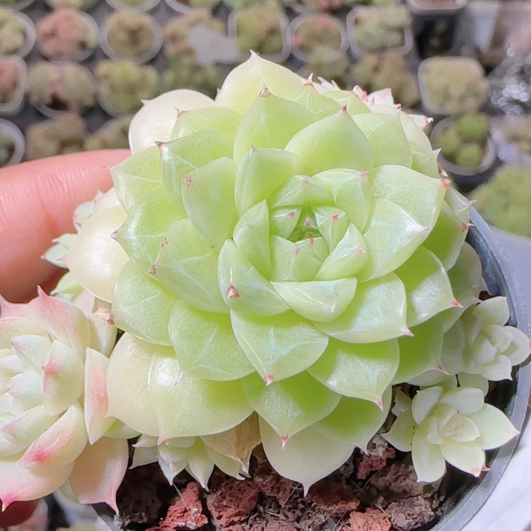 花语逸镜1103-81整