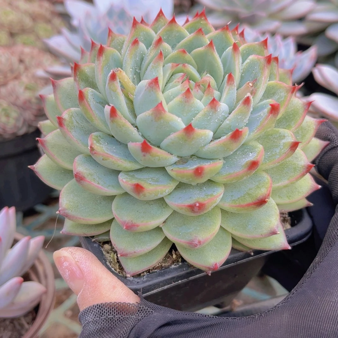 桃夭12.5公分99999999998