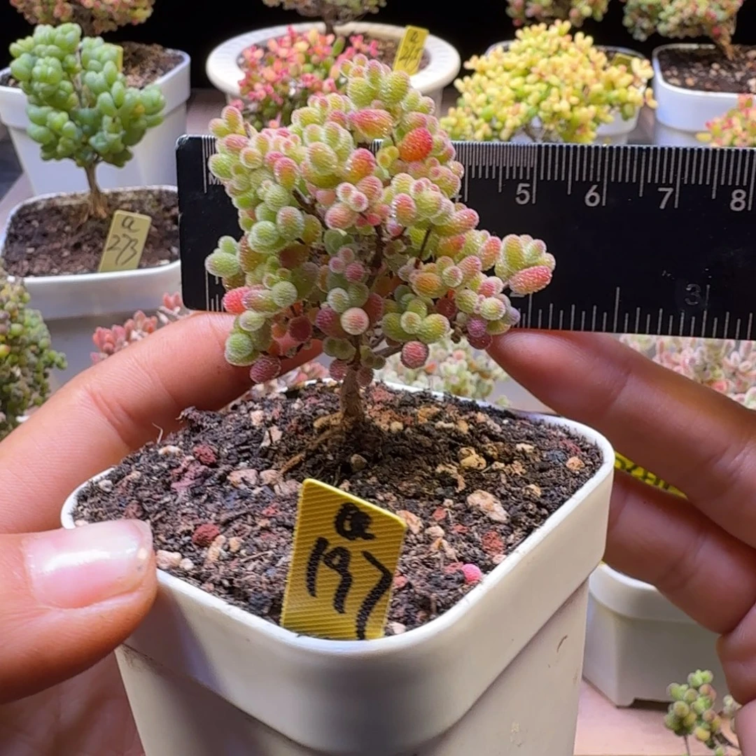 a197号橘子糖冠服4.5厘米左右