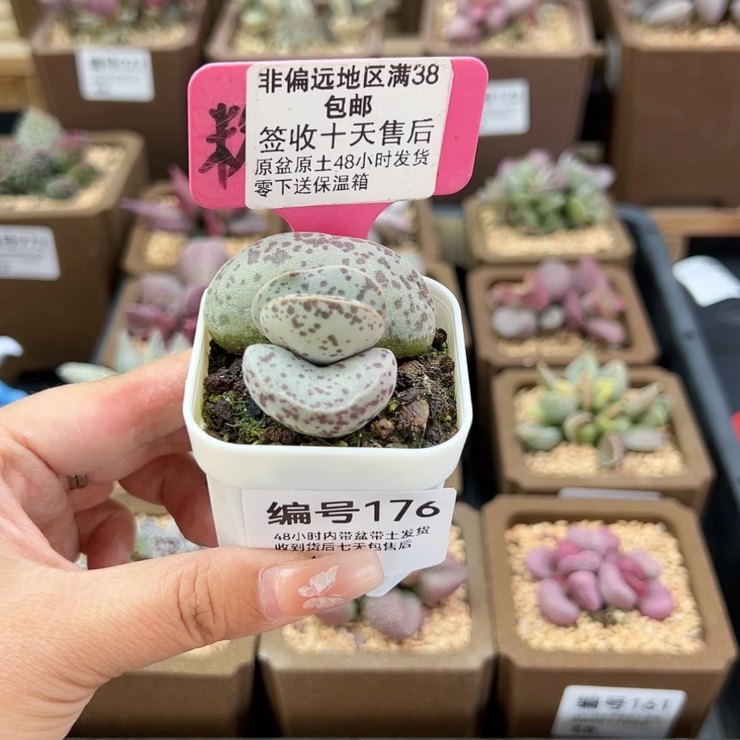 用****4176花旦多肉植物