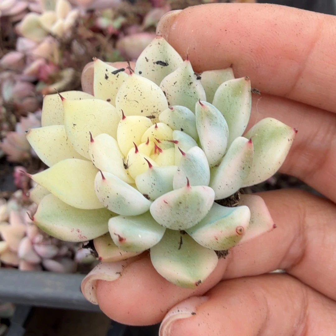 妲己锦一刻花脸锦