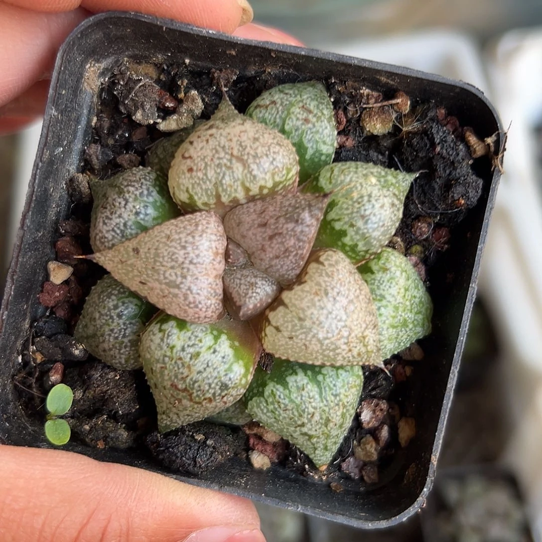 多肉植物多肉植物