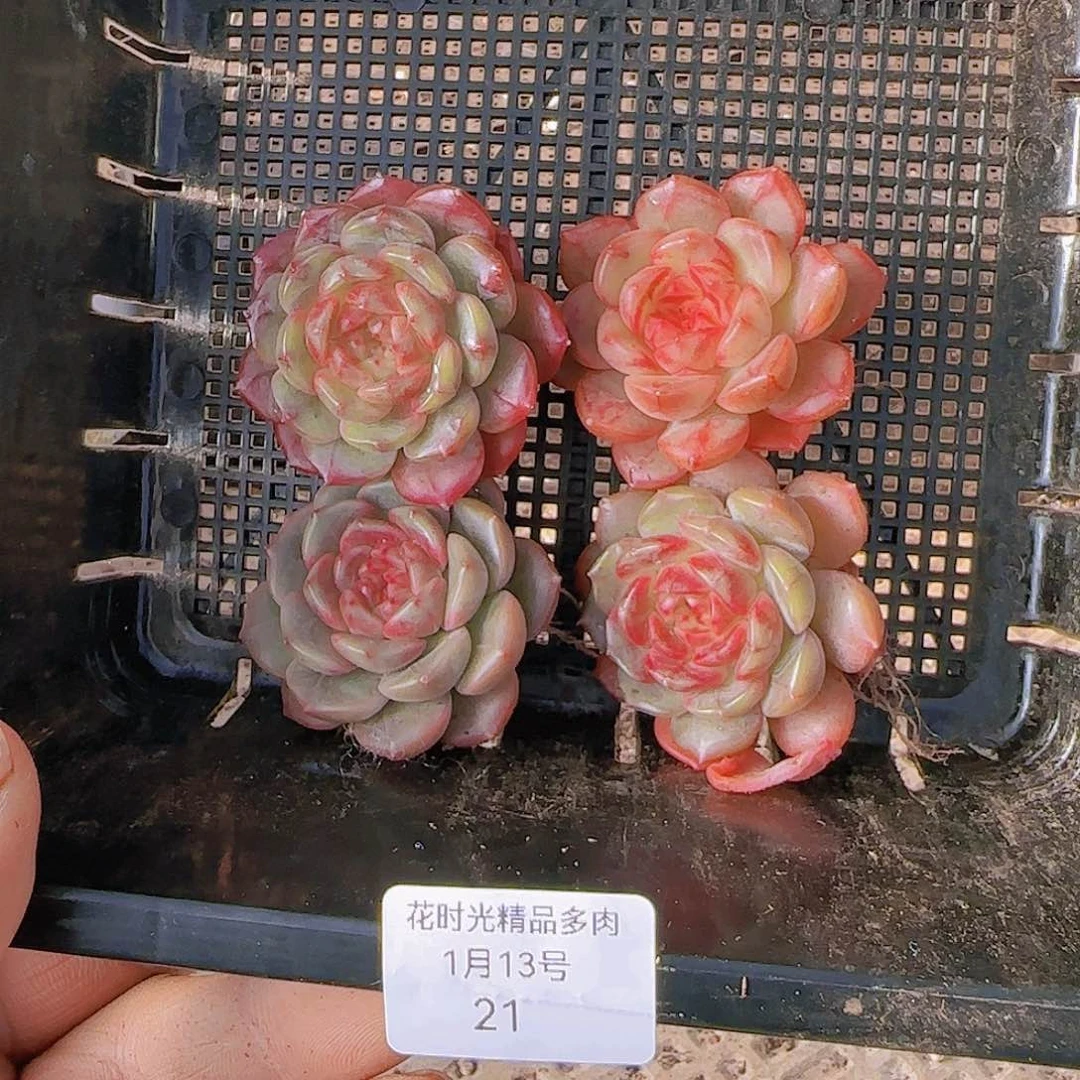 花时光精品多肉21