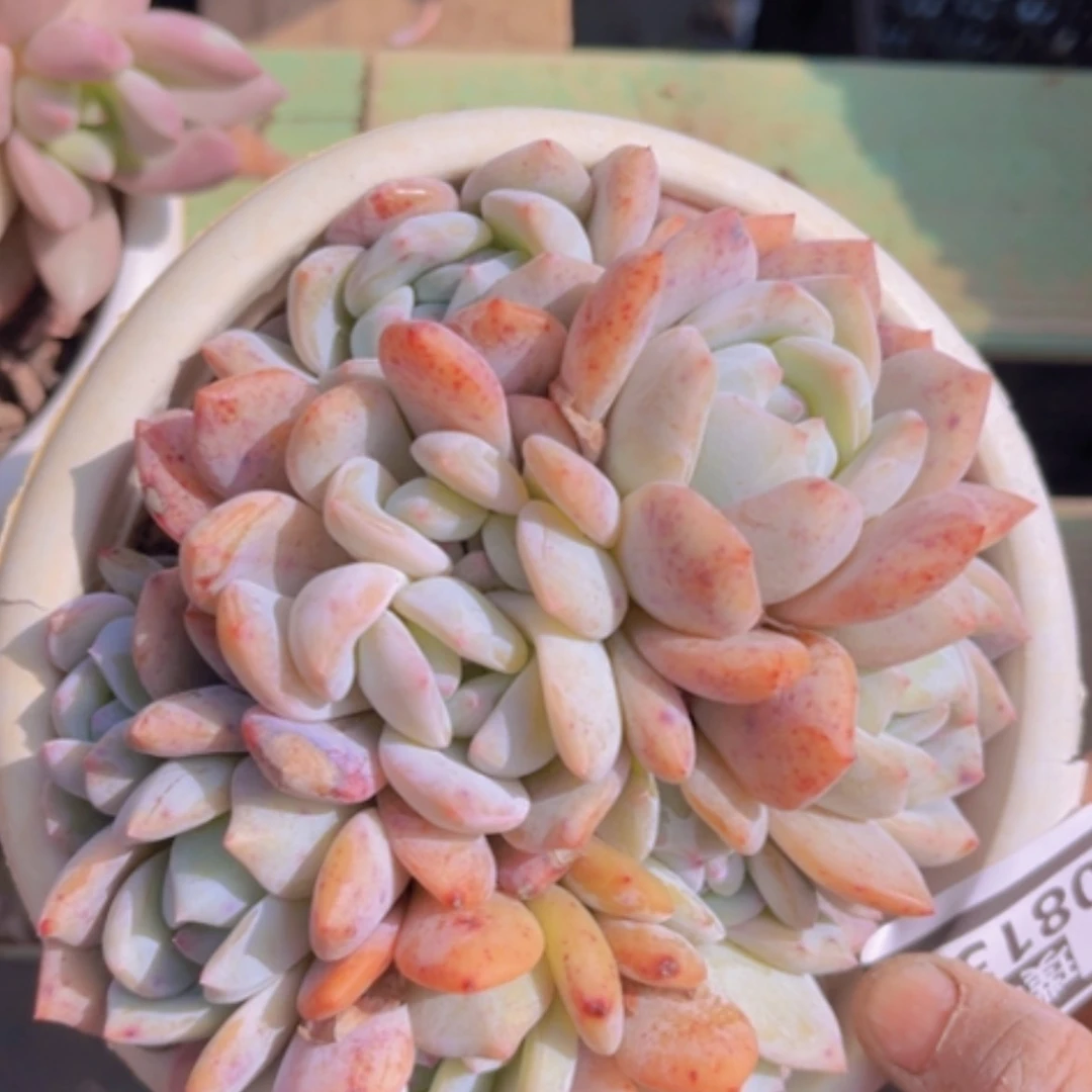 【闪购商品】橙梦露08131