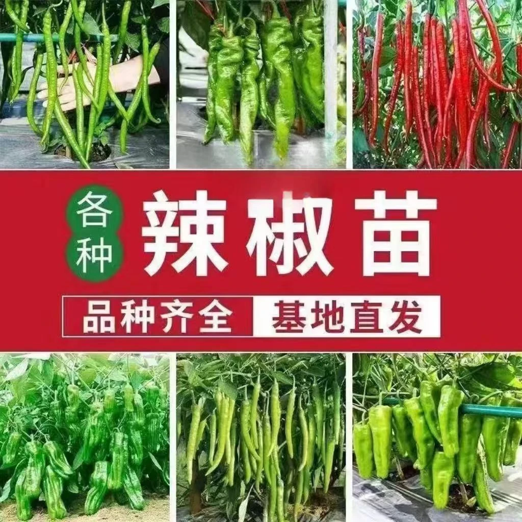 辣椒苗秧苗朝天椒苗小米辣线椒螺丝椒牛角尖椒菜椒薄皮四季盆栽苗
