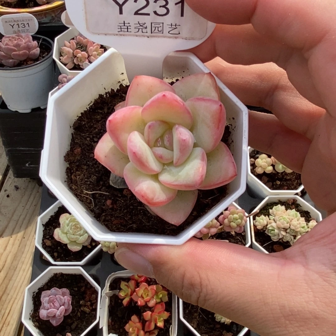 0231 草莓泡芙 4cm