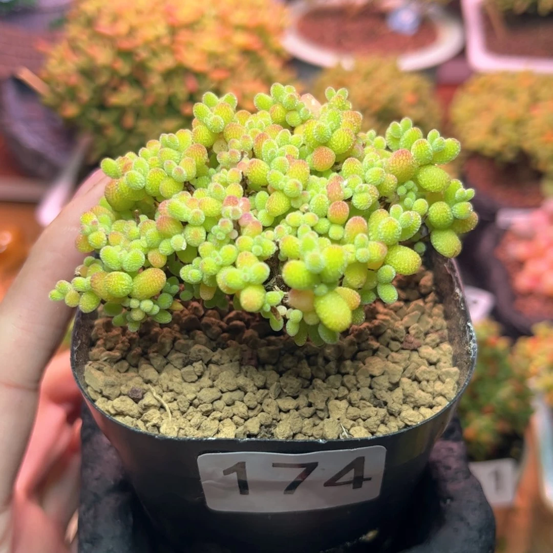 ?*儿174金橘盆可爱多肉植物