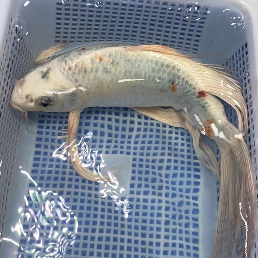 锦鲤冷水锦鲤包邮