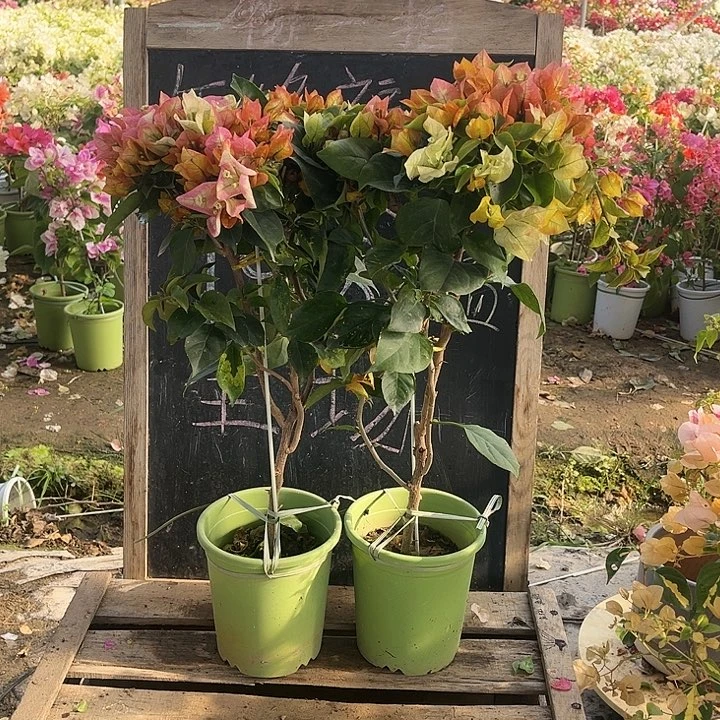 完全开放三角梅浅彩虹