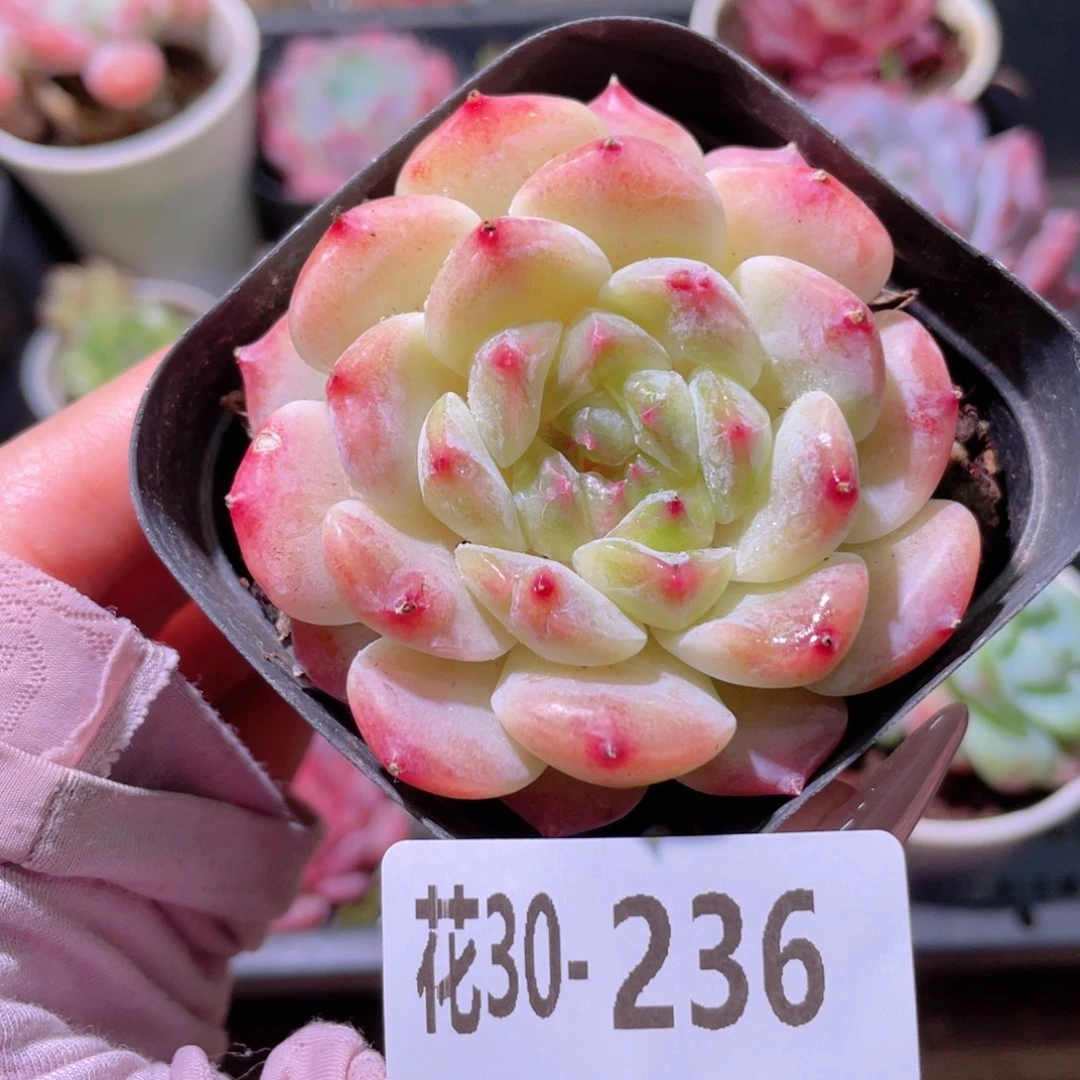 花利美30-236秘境冰魄