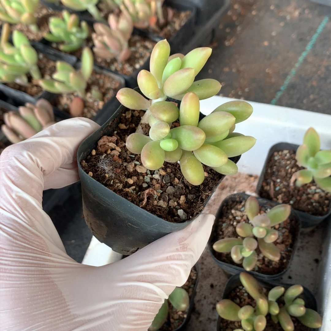扬*芒果奶多肉芒果奶