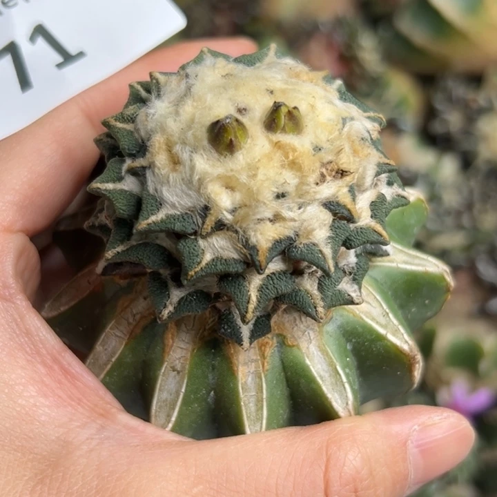 E****g71 草球嫁接仙人球