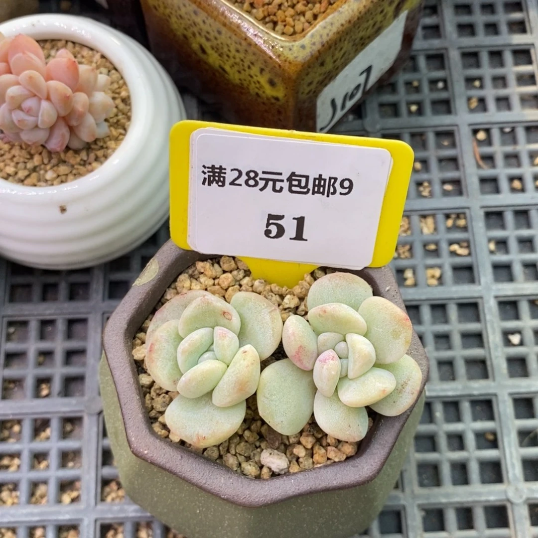 小**.951冰玉石化老桩多肉