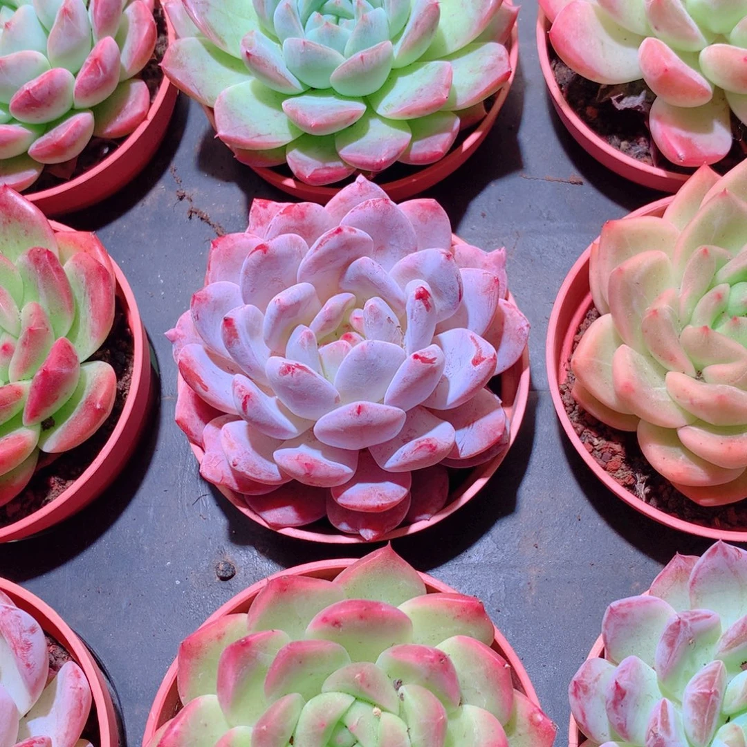 5-量排品质保证多肉带盆9颗全单头