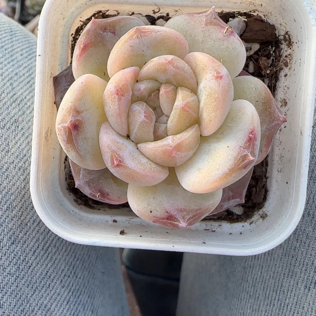 小卡拉米糖心一物一拍