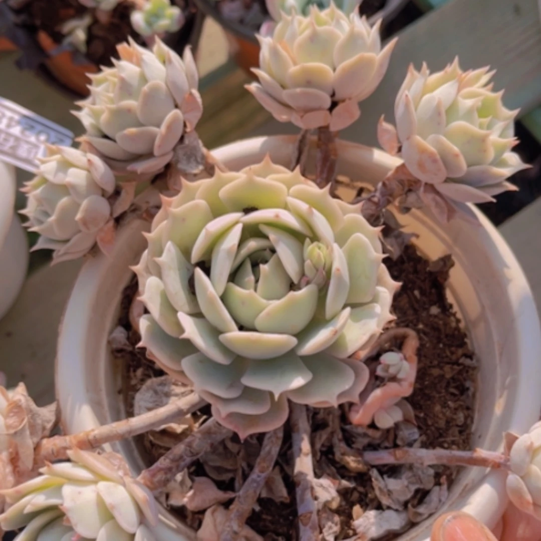 【闪购商品】露娜莲20249