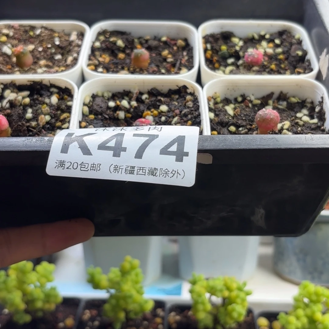 昏***晓474星兜锦仙人球植物
