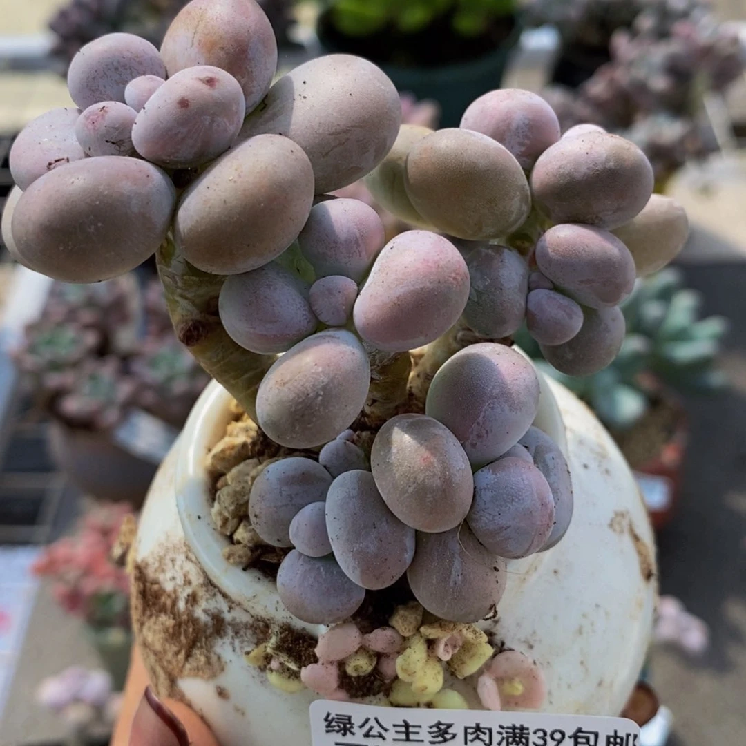 芭比奶酪057/7cn多肉