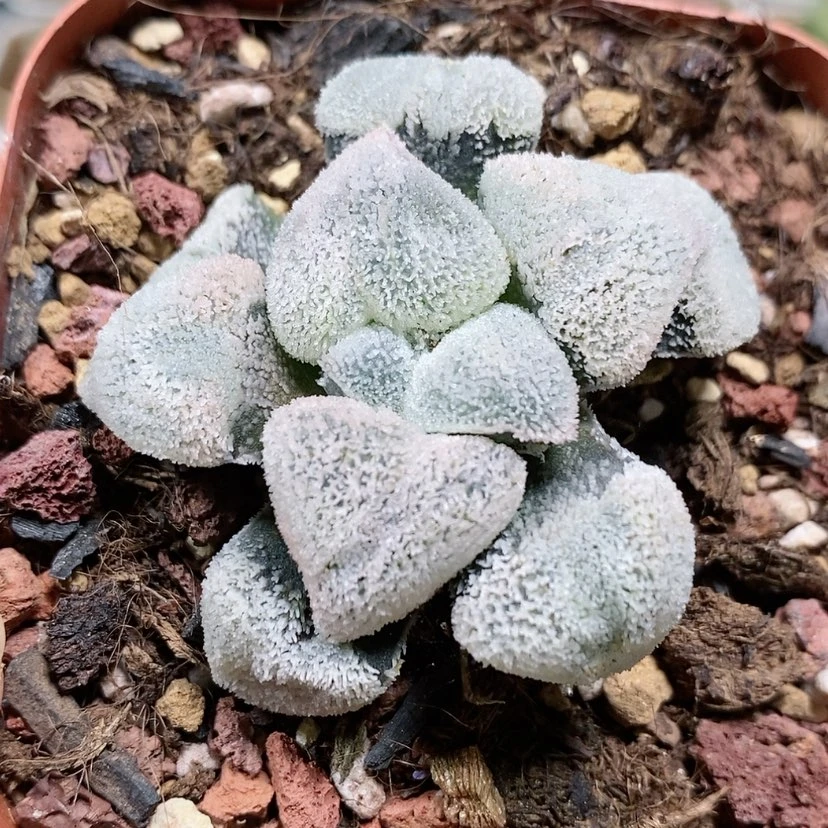 【闪购商品】178超级粉雪