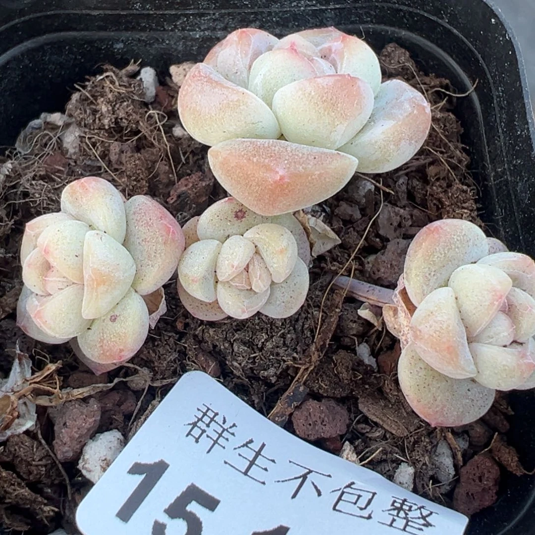 小卡拉米糖心一物一拍15-147
