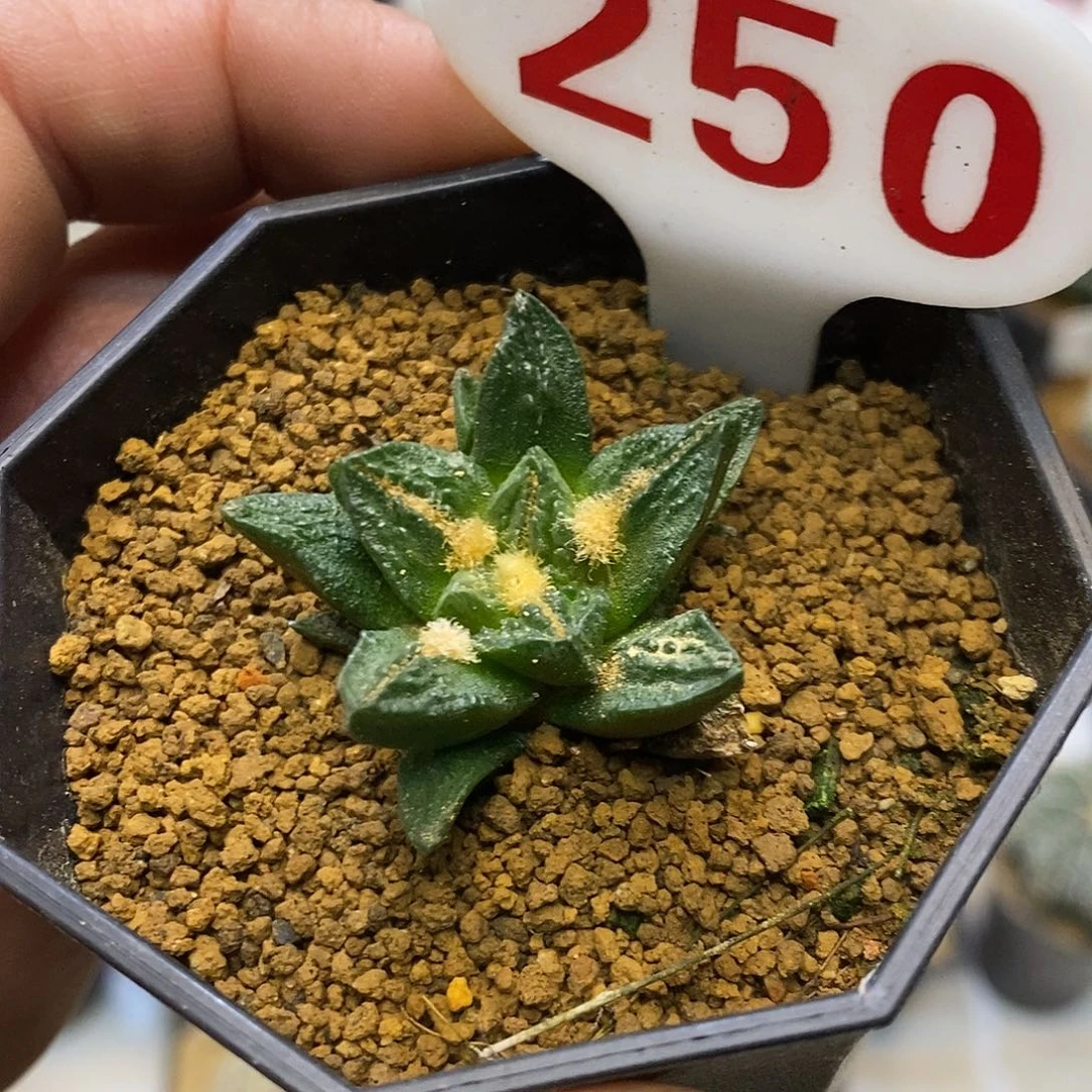 250牡丹特价来了哦欢迎