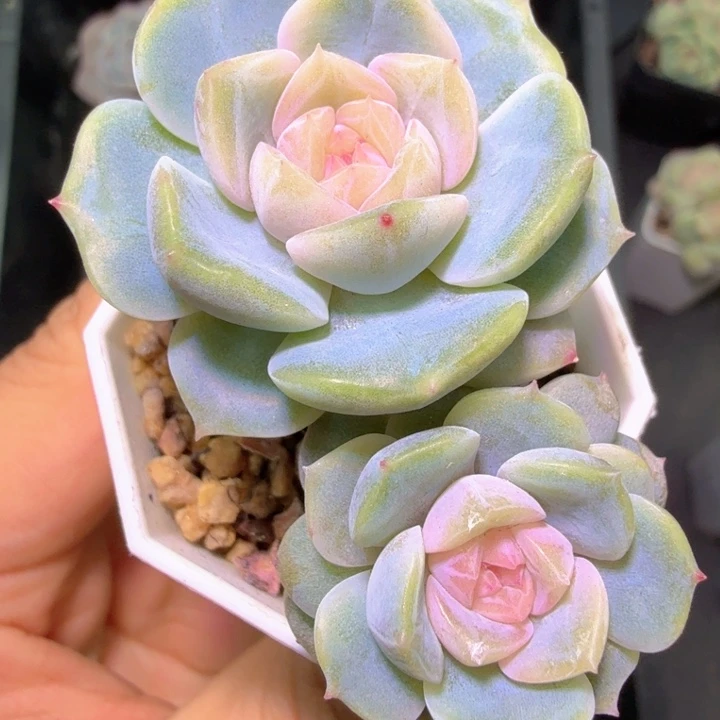 伤***粉开播福利拉拉溏心