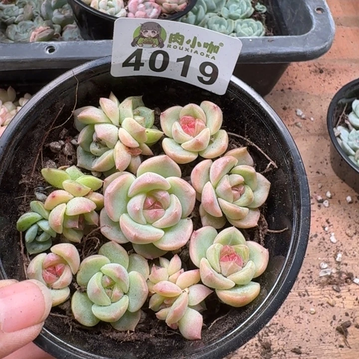 无花朵多肉植物多肉植物