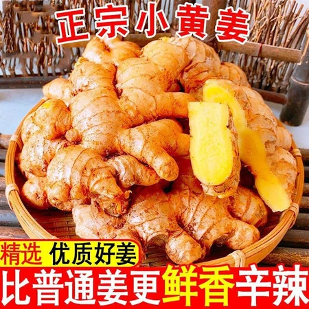【保温箱发货】云南正宗小黄姜高山小黄姜姜味浓郁现挖老姜