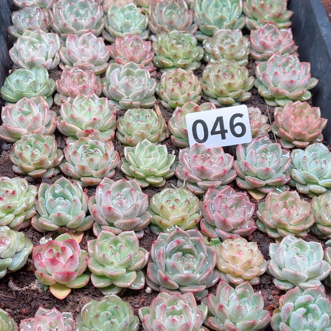 玲*多肉植物多肉植物