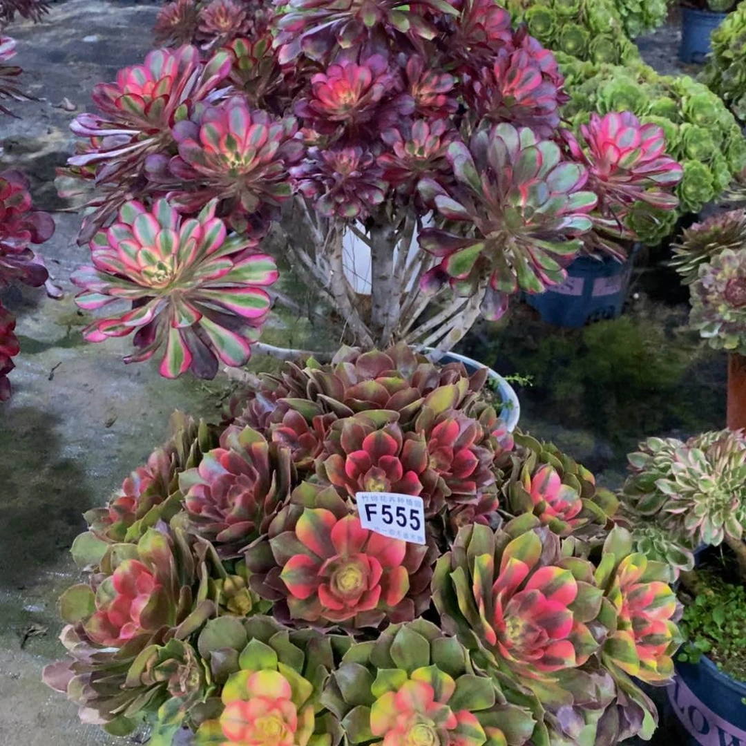 茗**香509.555两颗法师锦